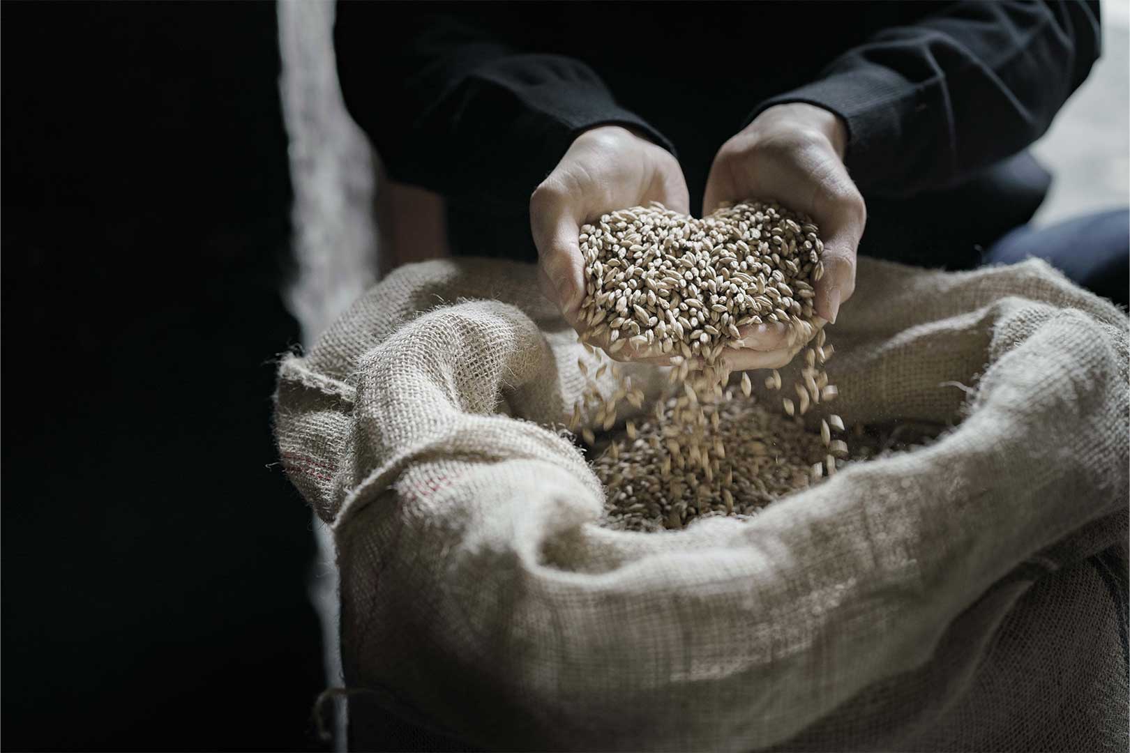 Die Single Malts der Old Bushmills Distillery entstehen zu 100 Prozent rein aus gemälzter Gerste.